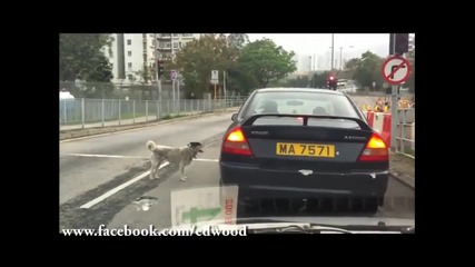 Любовта на едно куче