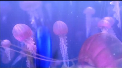 z-xvid-fnbg-sample