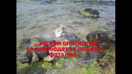Мъртви Делфини По Черноморието..