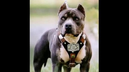 Pitbull Terrier 