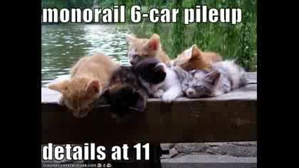 Very Funny Cats 4
