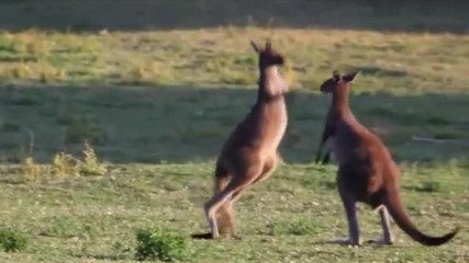 Avustralyanin Kemirgenleri Kangurular Turkce Dublaj Belgesel Film Yonetmen 2017 Hd