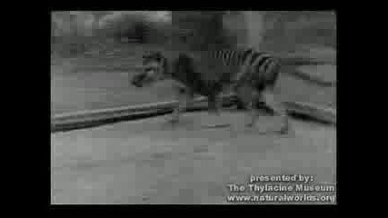 Тасмански Тигър