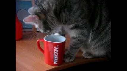 Коте Обича Да Пие Кафе