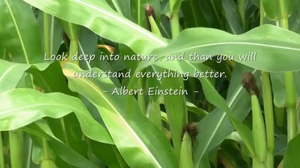 Nature is the art of God 
