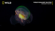 Най-смъртоносните медузи в света | NG Wild Bulgaria