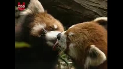 Френски целувки от червени панди
