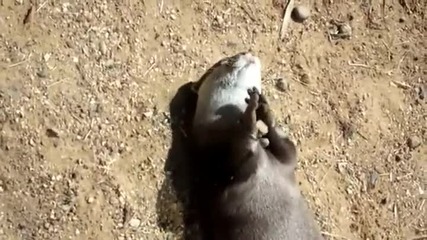 Смешна Видра жонглира с камъчета