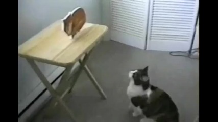 Котка vs картонена котка :д