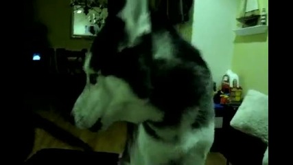 Хъскито казва hello