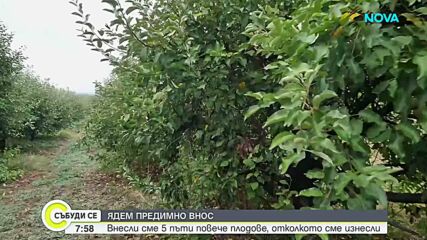 Вносът задушава българските плодове и зеленчуци