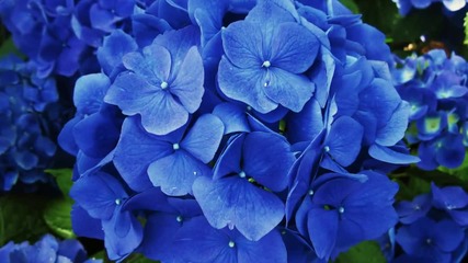 Love Is Blue - Paul Mauriat