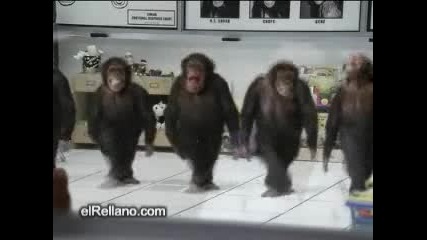 Смешно!!!маймуни - Танцуват!