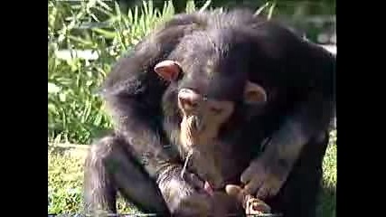 Never Ever Kiss A Monkey !!!