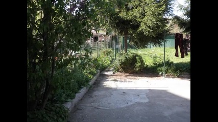 Белоцветната вишна и мама