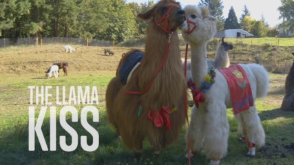 Animal Therapy: Get Some Llama Love