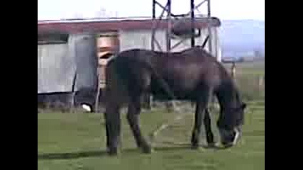 [:кон които нема акъл се дава да го ядат свраките: ] луда работа!!!