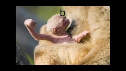 На какво прилича?