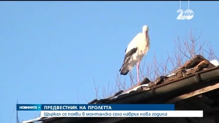 Щъркел се появи в монтанско село навръх Нова година
