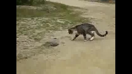 котка хвана змия за обяд 