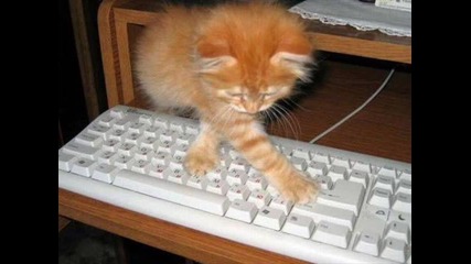 kote