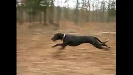 Куче бяга с 30 mph 50 км. в час