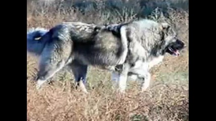 Гимн Российской Федерации - Химн На Русия