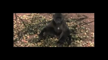 African animals drunk from eat Marula fruit
