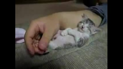 Вижте как заспива едно малко и сладко коте. :)