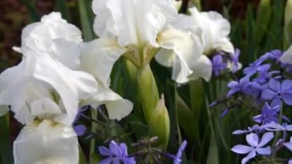 Richard Clayderman - Flowers Flowers Flowers