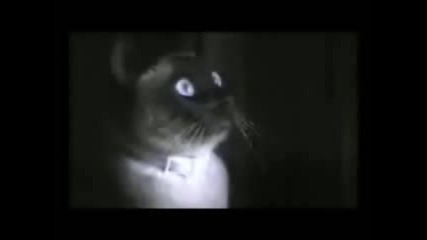 Сладки Котки