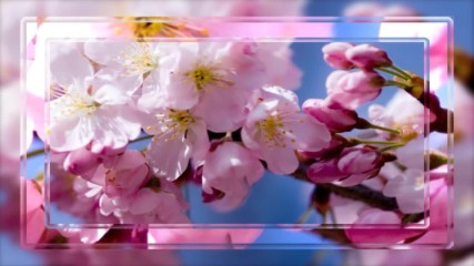 Юкари Ито - Цветущая Сакура