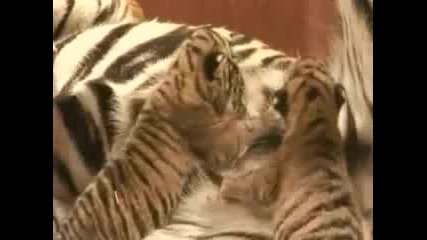 Бебета Тигърчета С Майка Си