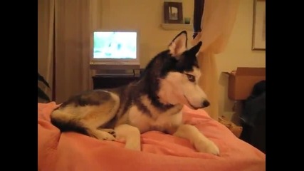 Куче казва '' Обичам те''