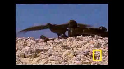 Tiger Shark Vs. Albatross