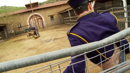 Кретените (jackass) - как да успокоим звяр с музика