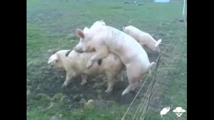 Прасчо Прави Секс И Боц...