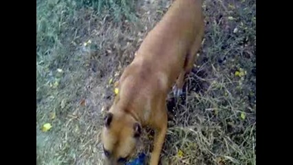 Rita Pitbull