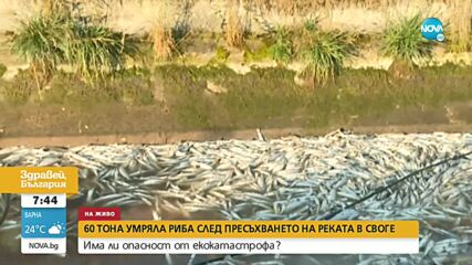 Изправено ли е Своге пред екокатастрофа заради тонове умряла риба
