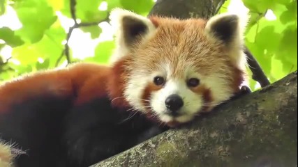 Много сладко Меченце Коала!