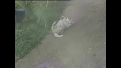 Куче Обича Да Се Пързаля