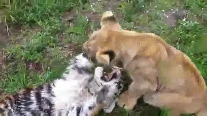 Тигърче и Лъвче играят