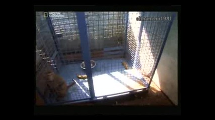 Маймуни Крадци 1 Бг Аудио Част 1/2