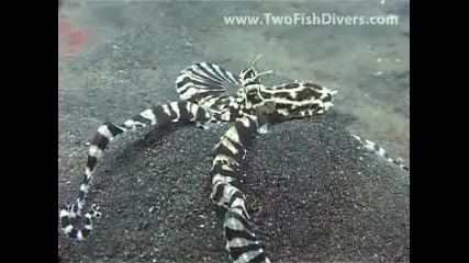 Octopus amp; Mimic Octopus