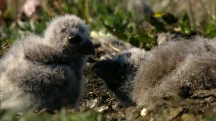 Cute Animal - Chicks