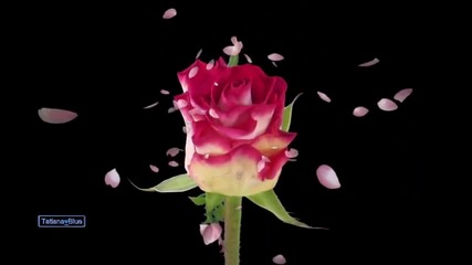 Giovanni Marradi - Tango de Roses