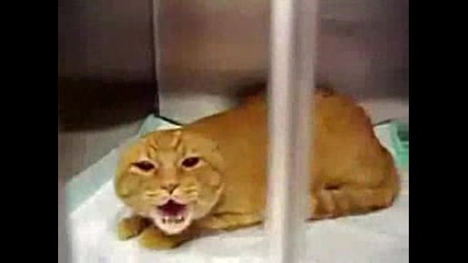 Яросна Котка