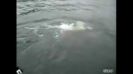 Полярна мечка краде от рибар