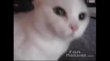 Много ядосана котка - демон 