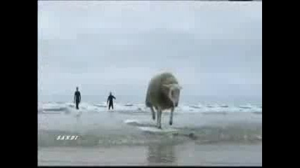 Овца на сърф - невероятно е 